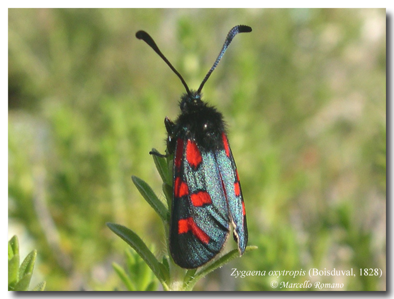 Bruchi fra l''erica, terza e ultima parte: Zygaena oxytropis